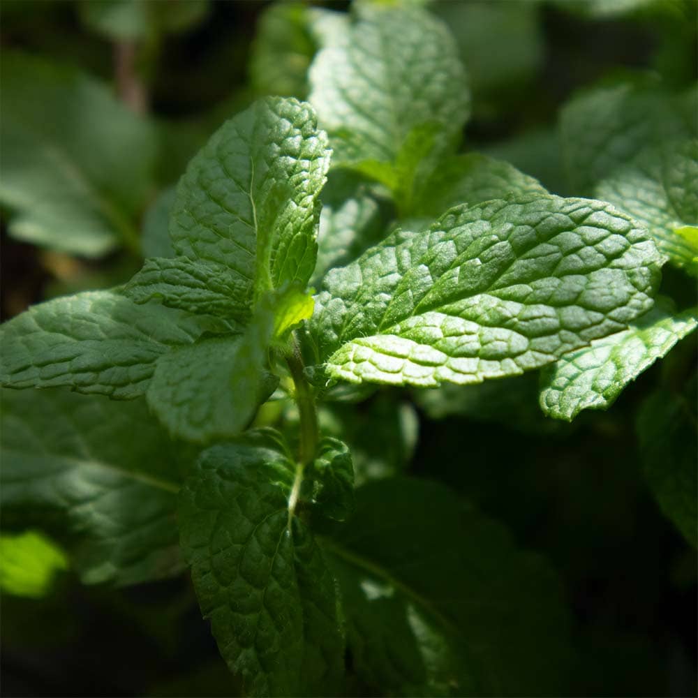 ペパーミント 10.5cm2個～【おうちで簡単！育てやすい10.5cmポットハーブ苗シリーズ！】