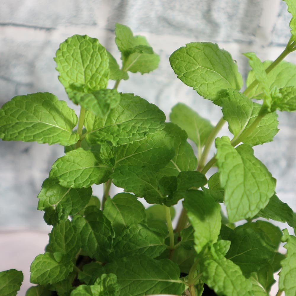 ペパーミント 10.5cm2個～【おうちで簡単！育てやすい10.5cmポットハーブ苗シリーズ！】