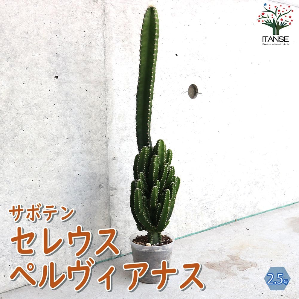 サボテン・セレウス・ペルヴィアナス【多肉植物 2.5号ポット】