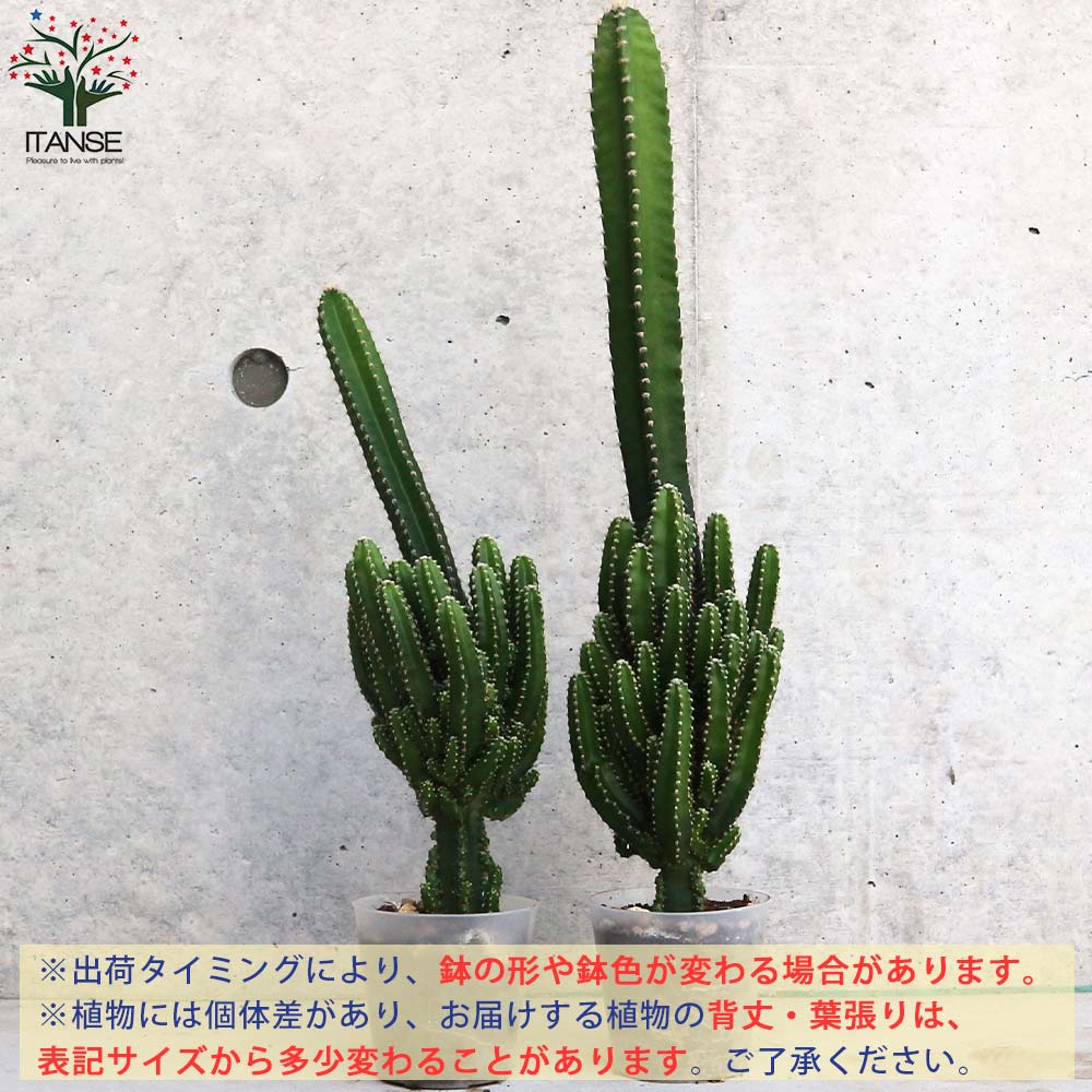 サボテン・セレウス・ペルヴィアナス【多肉植物 2.5号ポット】