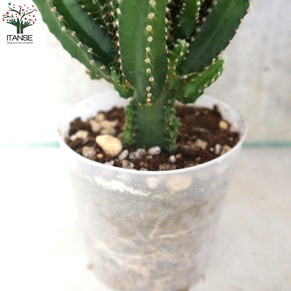 サボテン・セレウス・ペルヴィアナス【多肉植物 2.5号ポット】