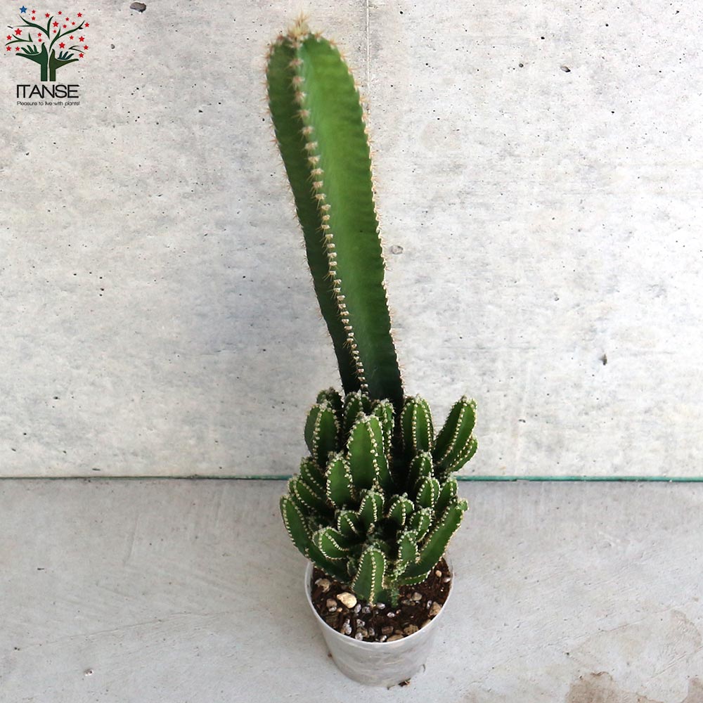 サボテン・セレウス・ペルヴィアナス【多肉植物 2.5号ポット】