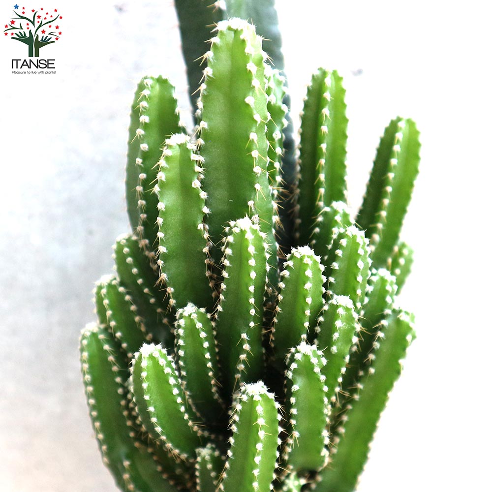 サボテン・セレウス・ペルヴィアナス【多肉植物 2.5号ポット】