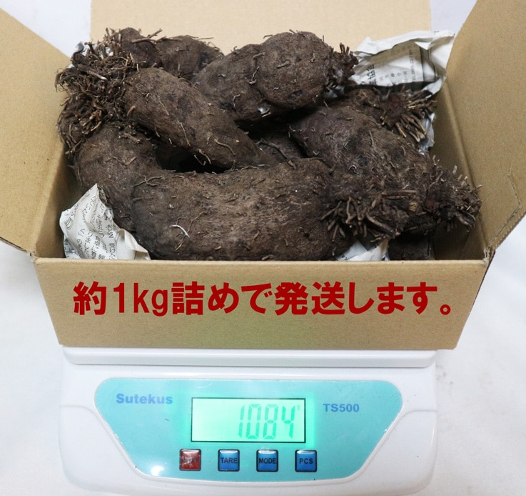 「紫山いも(大薯)」約1kg／アントシアニンたっぷり！芋の中まで濃い紫の希少品種