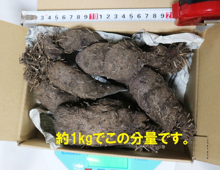 「紫山いも(大薯)」約1kg／アントシアニンたっぷり！芋の中まで濃い紫の希少品種