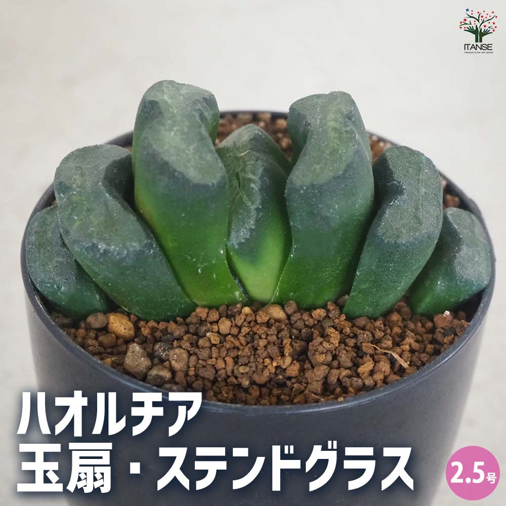 ハオルチア(赤) 玉扇・ステンドグラス 【多肉植物 2.5号ポット
