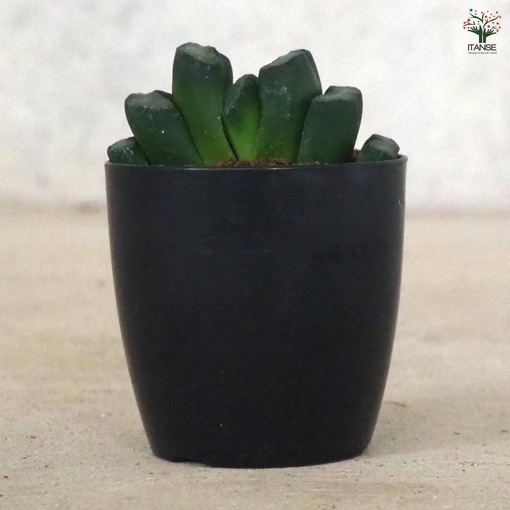 ハオルチア(赤) 玉扇・ステンドグラス 【多肉植物 2.5号ポット／1個