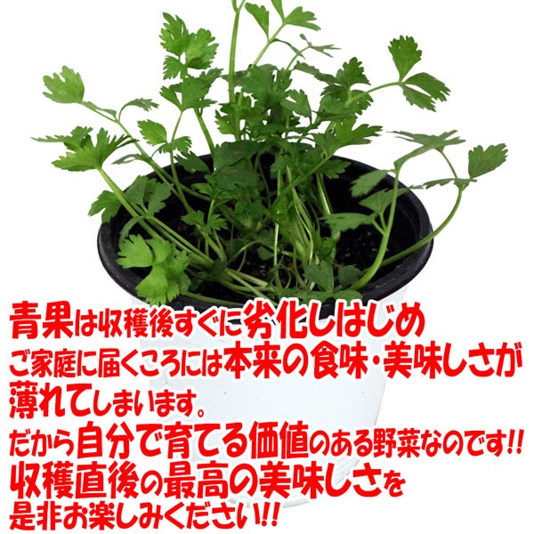 「”プチセロリの大苗”繰り返し何回も収穫可能15cm鉢大苗 肥料付き”これだけでOKシリーズ”」このまま室内窓辺や戸外で育てるシリーズ【野菜苗15cm硬質ポット大苗 1個売り】