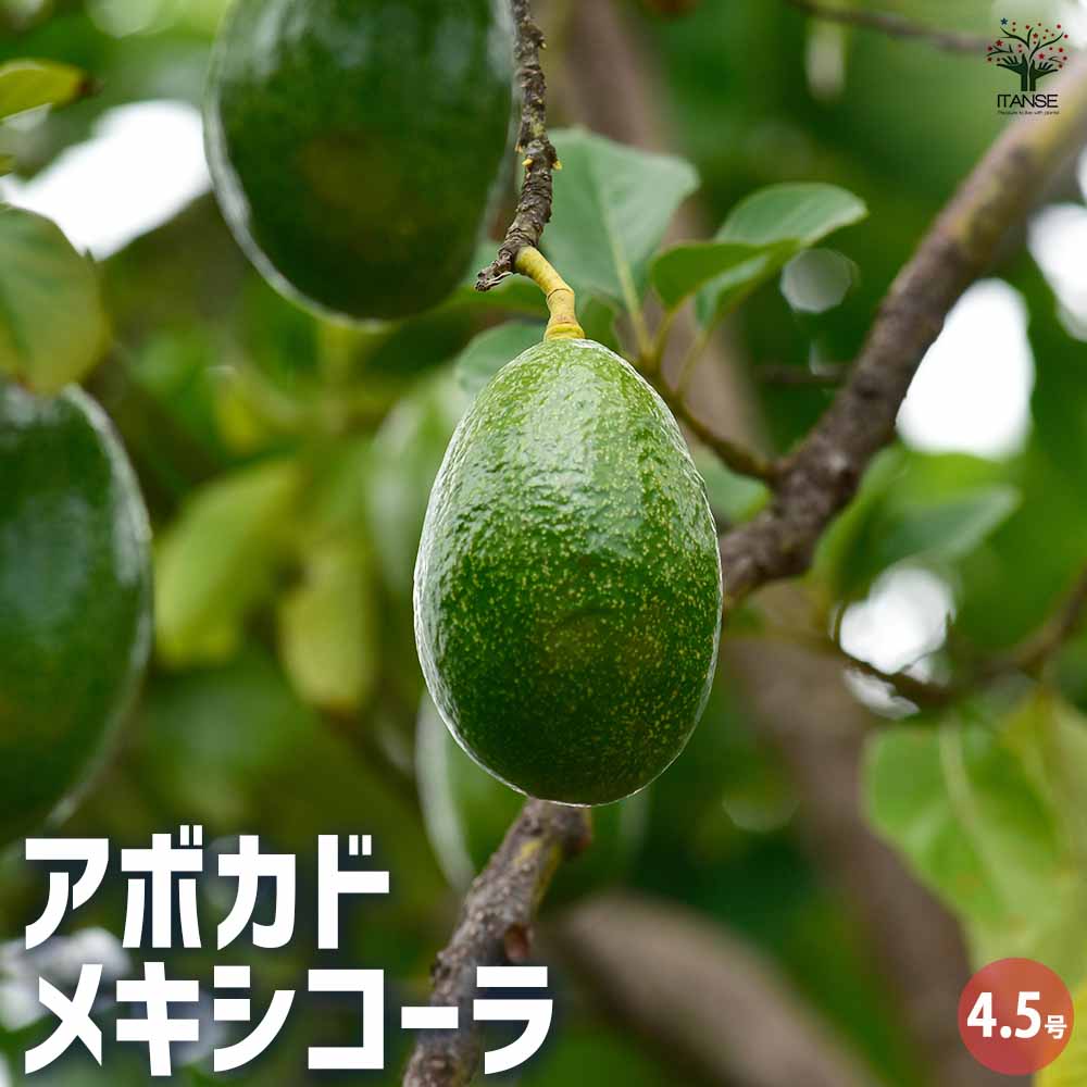 アボカド　メキシコーラグランデ　そのひぐらしさん専用 アボカド メキシコーラグランデ そのひぐらしさん専用