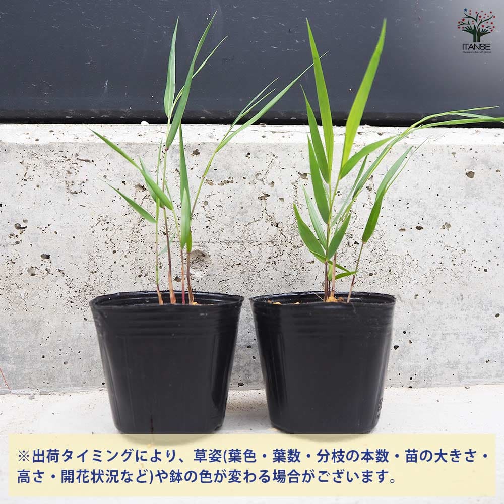 風知草(フウチソウ) 青 小 【花苗 3号ポット】｜ 【植物のITANSE