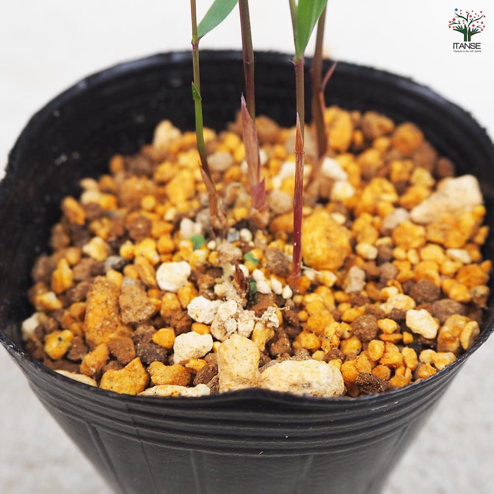 No.40 青風知草 根洗い 風知草(フウチソウ) 青 小 【花苗 3号ポット