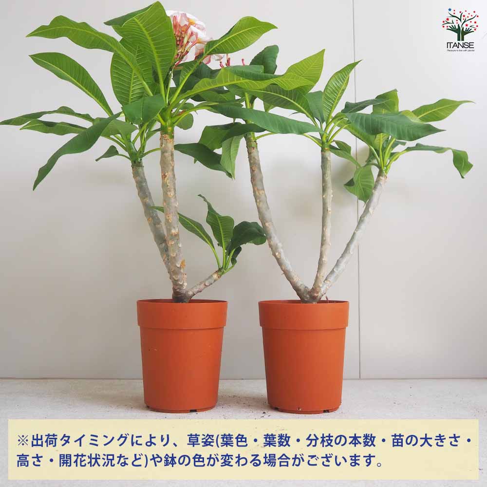 プルメリア苗木 ジャングルジャックホワイト 【花木苗 5号鉢／1