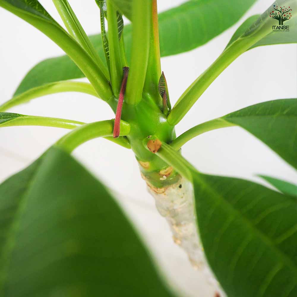 プルメリア苗木 ジャングルジャックホワイト 【花木苗 5号鉢／1個売り