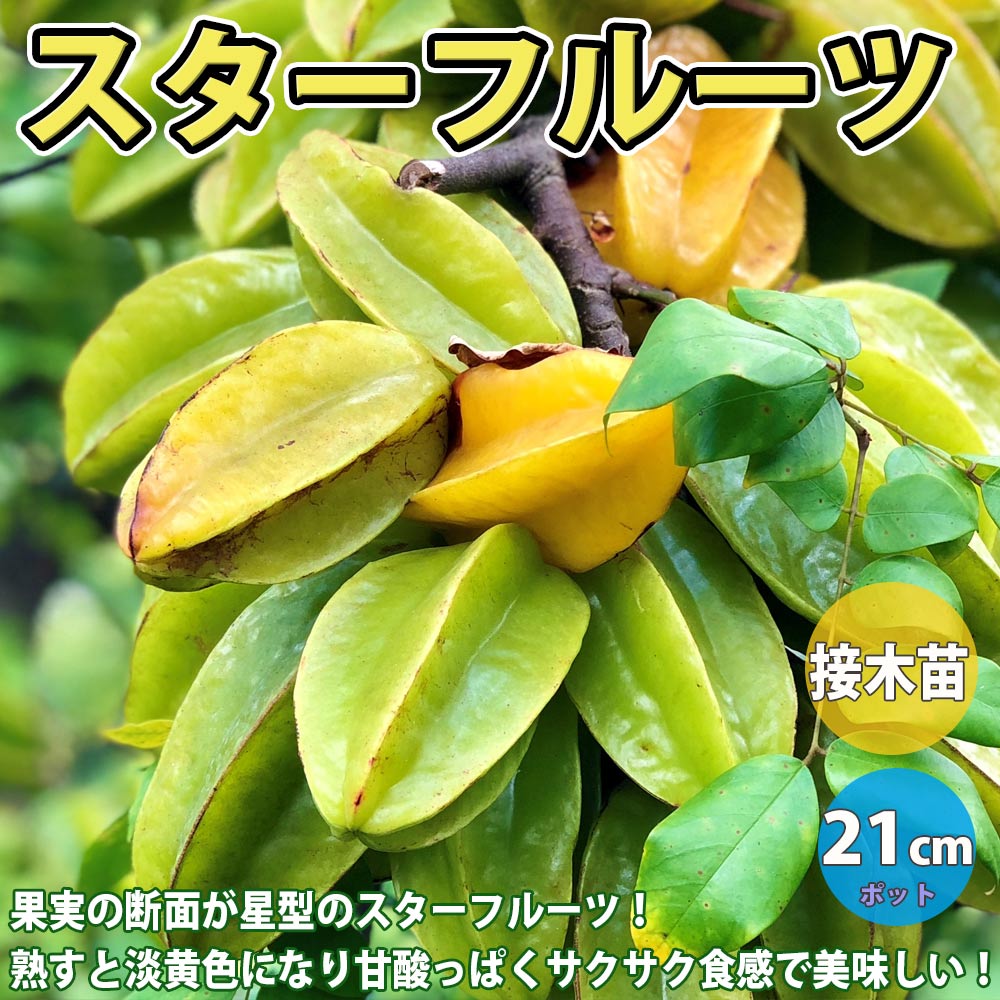 スターフルーツの苗木【果樹苗 1年生接木苗 21cmポット／1個