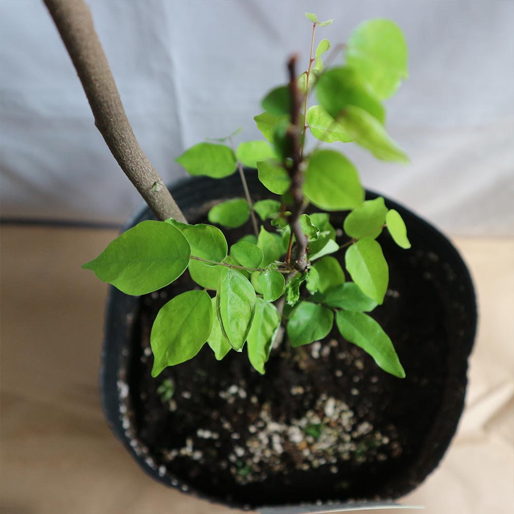 スターフルーツ　取り木苗木 スターフルーツの苗 【果樹の苗木 13.5cmポット／1個売り