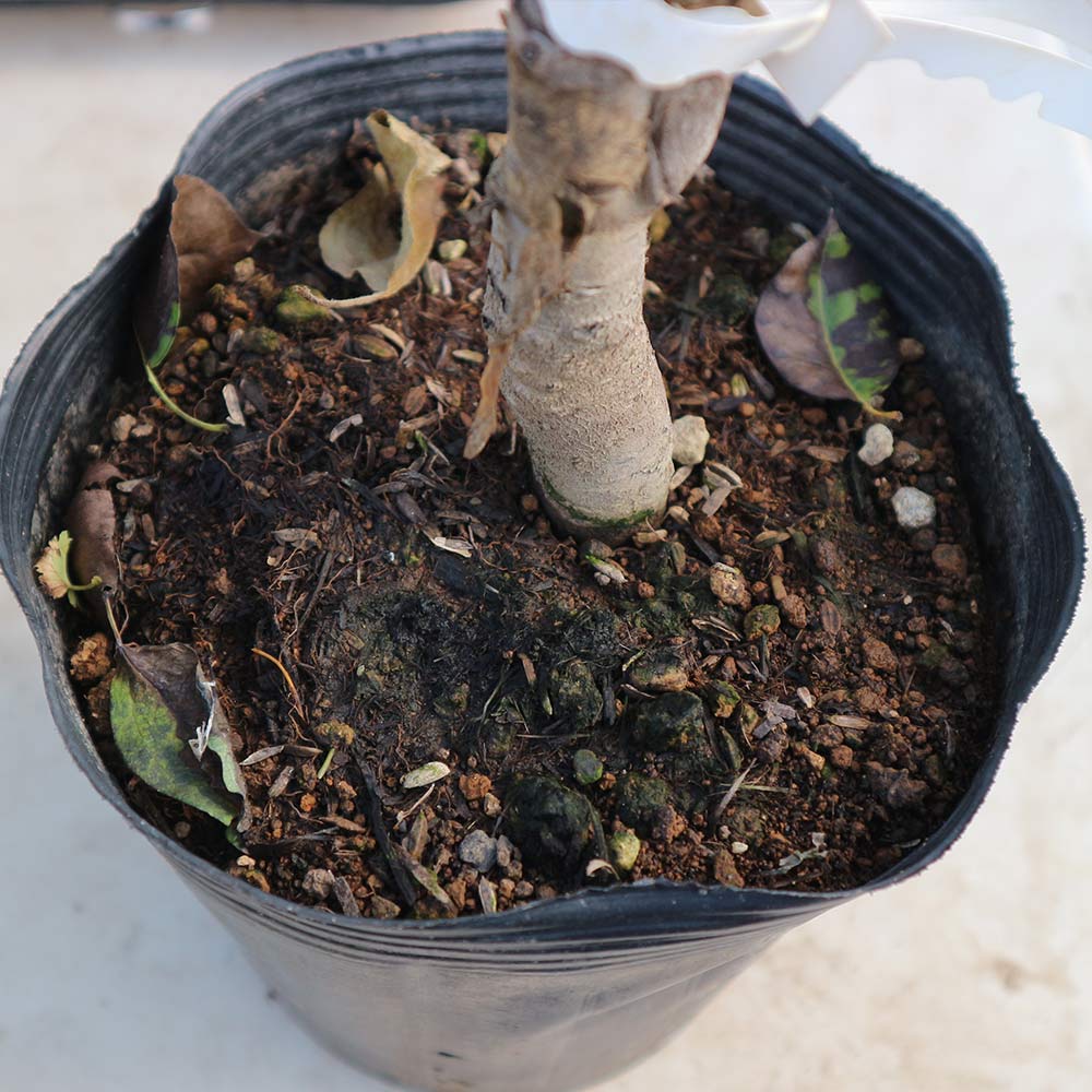 洋梨苗木♪　ル・レクチェ&ラ・フランス２鉢 ラ・フランス洋梨苗木♪ 洋梨苗木♪ ル・レクチェ&ラ・フランス2鉢 梨