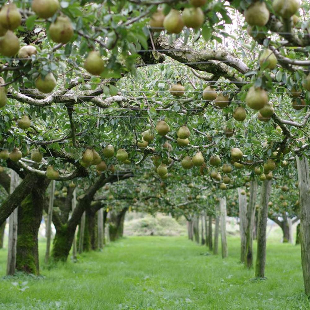 梨 苗木 【梨2品種 受粉相性OKセット ラ フランス × ル レクチェ】 1