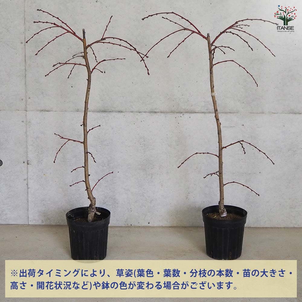 花桃 枝垂れ花桃 ひなのたき 【花木苗 6号鉢／1個売り】｜ 【植物の