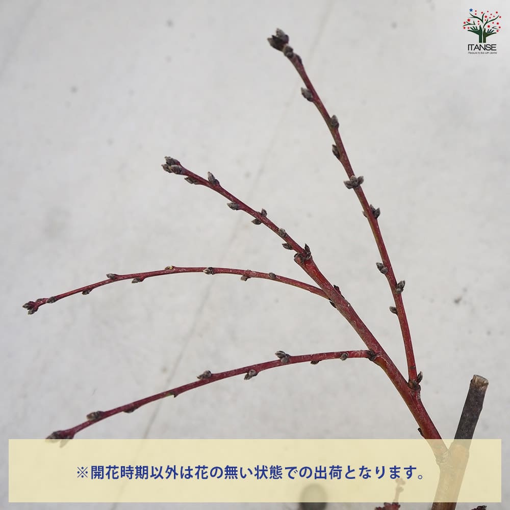 花桃 枝垂れ花桃 ひなのたき 【花木苗 6号鉢／1個売り】｜ 【植物の