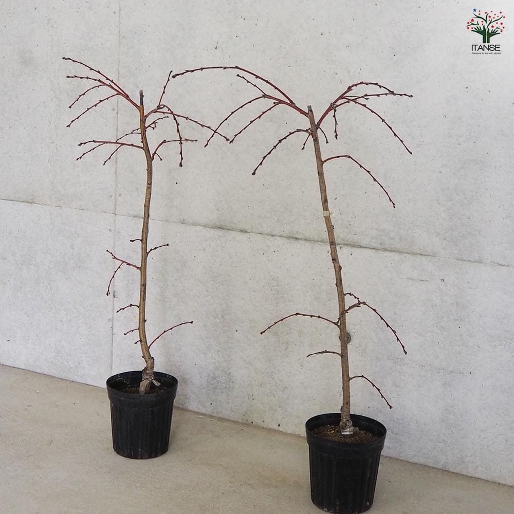 花桃 枝垂れ花桃 ひなのたき 【花木苗 6号鉢／1個売り】｜ 【植物の