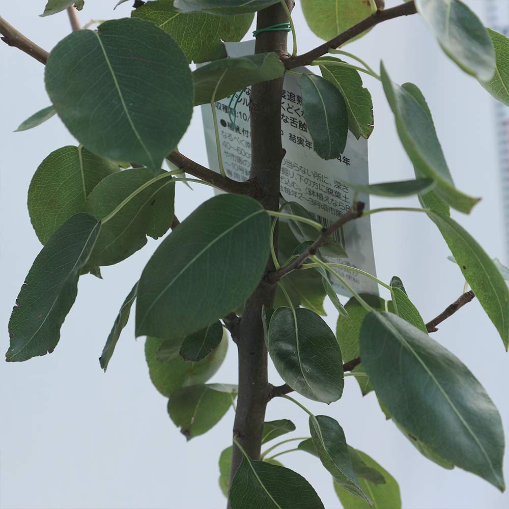 洋梨苗木♪　ル・レクチェ&ラ・フランス２鉢 洋梨苗木♪ ル レクチェ&ラ フランス2鉢 ラ フランス 苗木1本 ル