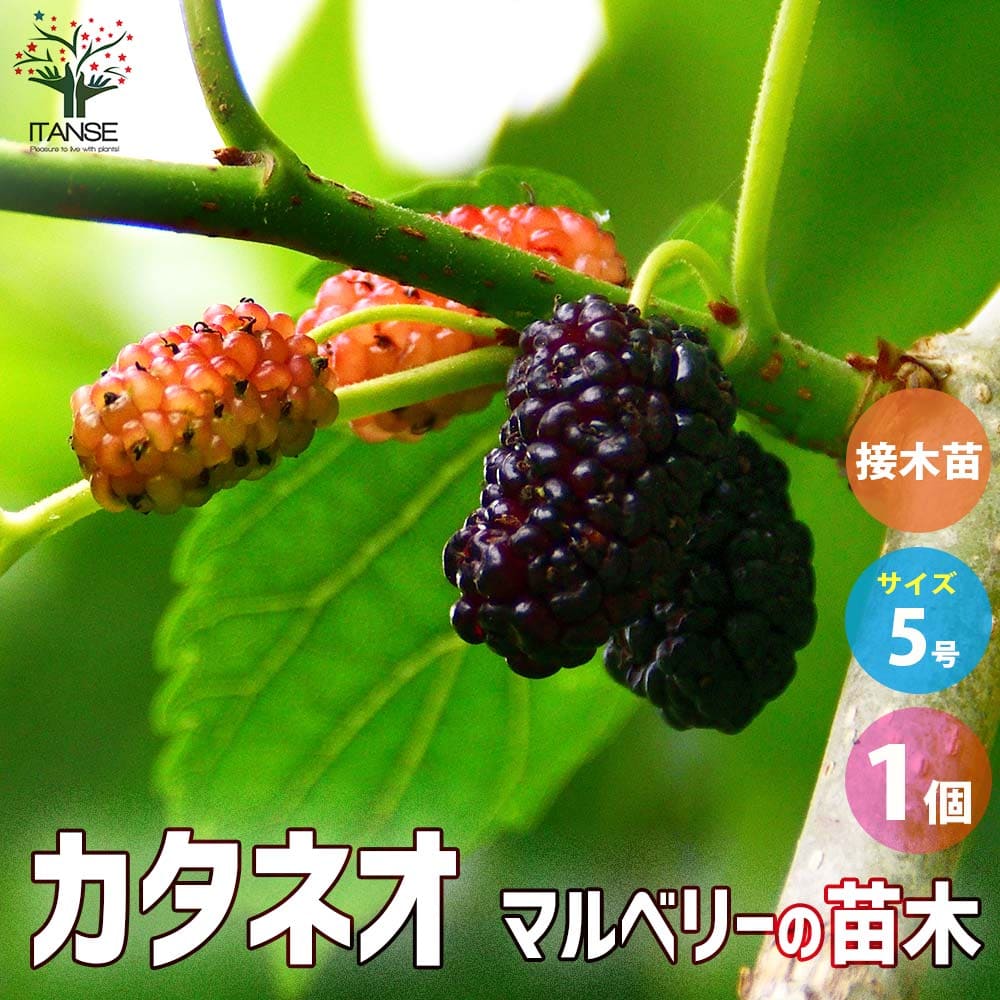マルベリー(桑の木) カタネオ 【果樹の苗木 5号鉢／1個売り】｜ 【植物