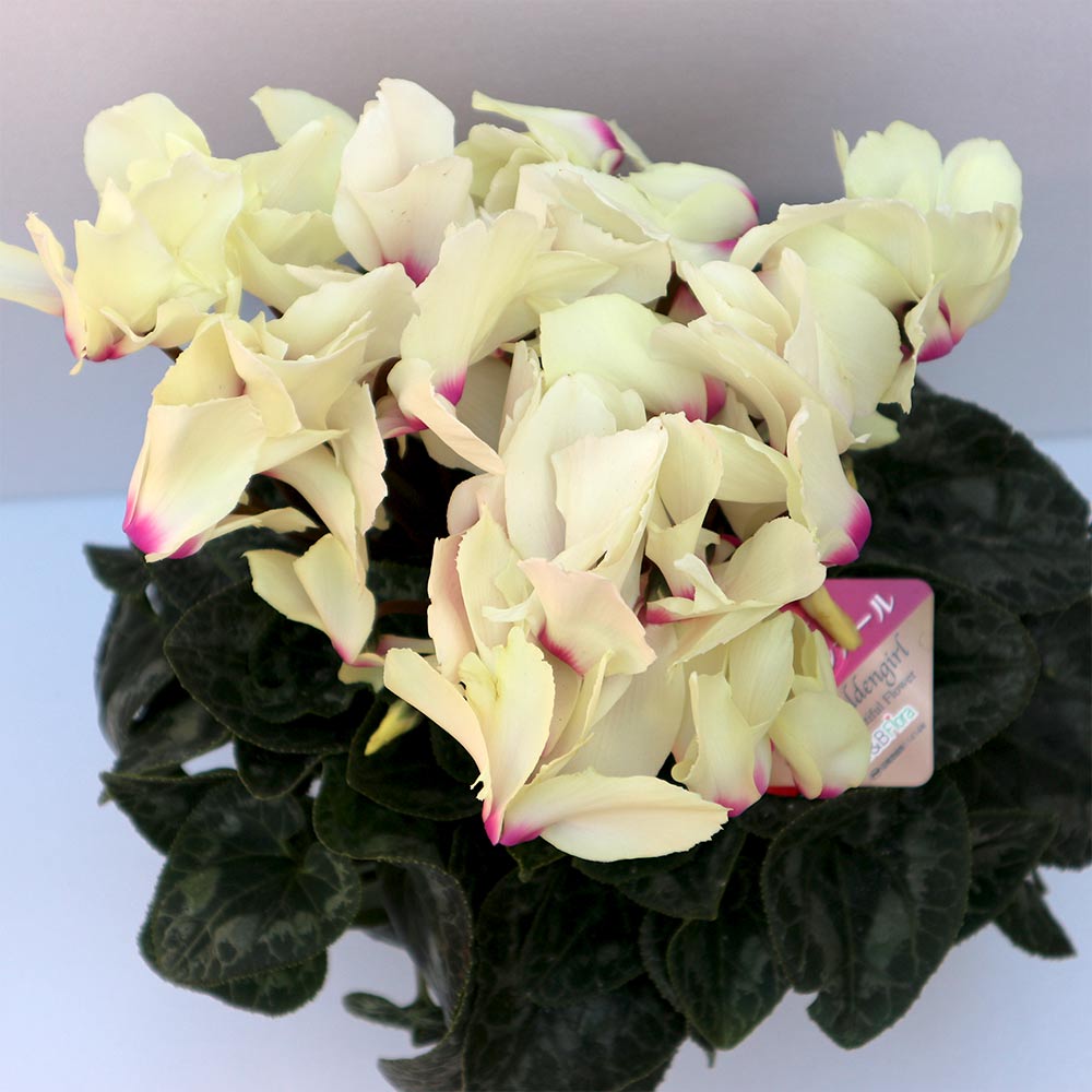 シクラメン ネオゴールデンガール【花苗 開花株 5号 プラスチック鉢／1