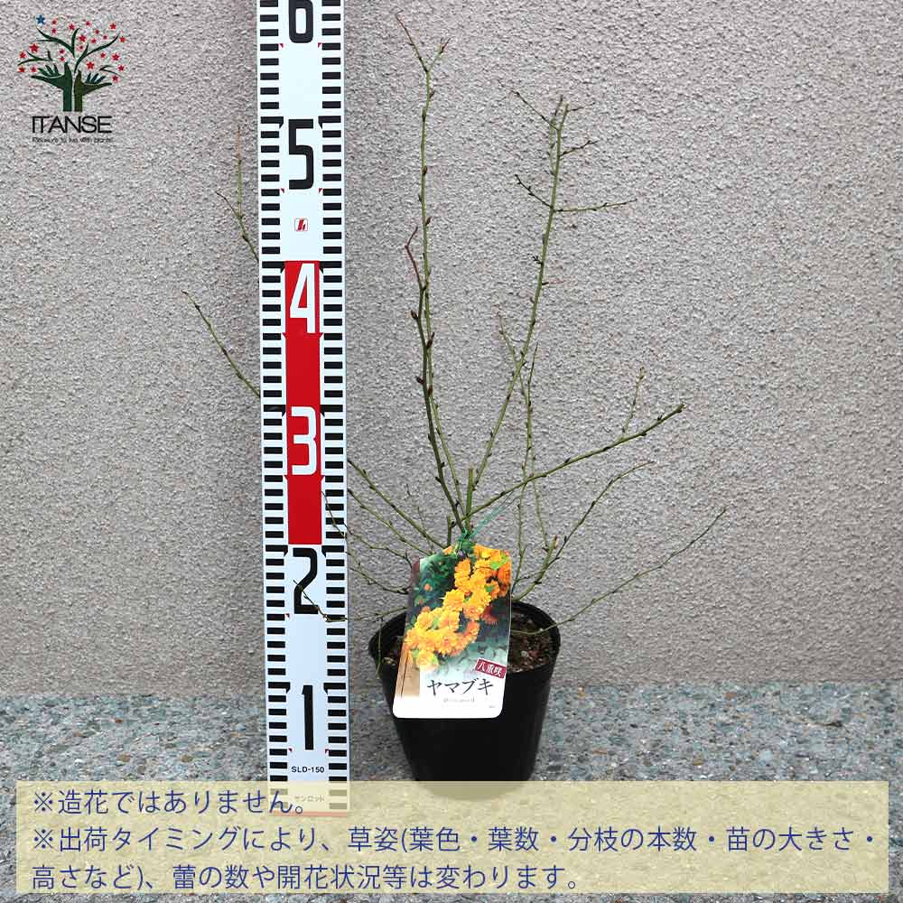 八重咲き ヤマブキ(山吹)【庭木 4.5号ポット苗／1個売り】