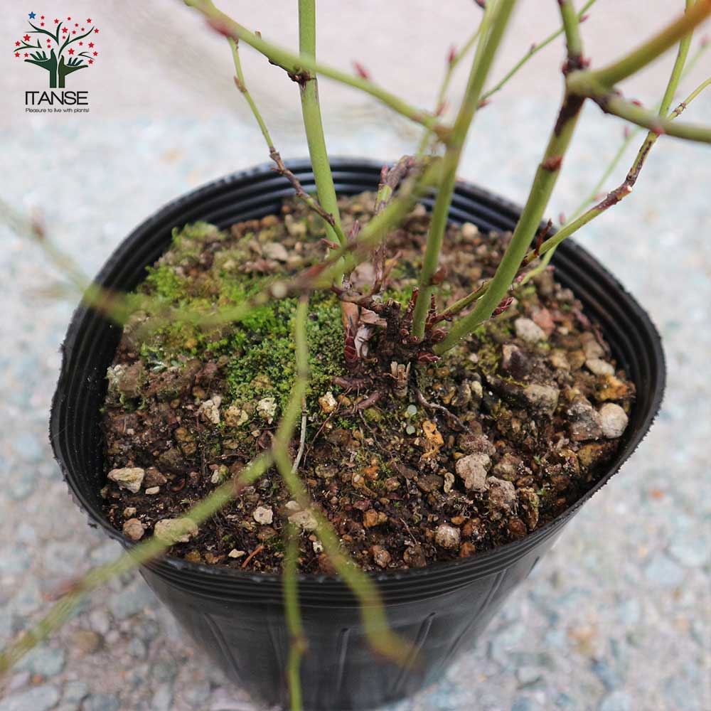 八重咲き ヤマブキ(山吹)【庭木 4.5号ポット苗／1個売り】