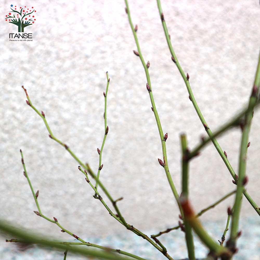 八重咲き ヤマブキ(山吹)【庭木 4.5号ポット苗／1個売り】