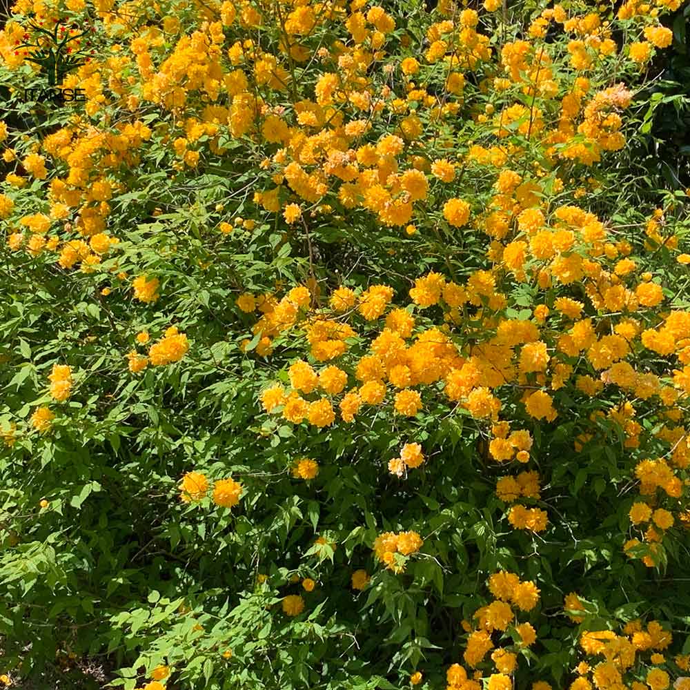 八重咲き ヤマブキ(山吹)【庭木 4.5号ポット苗／1個売り】