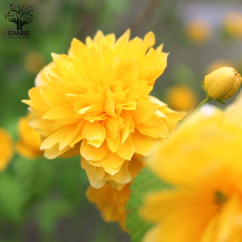 八重咲き ヤマブキ(山吹)【庭木 4.5号ポット苗／1個売り】