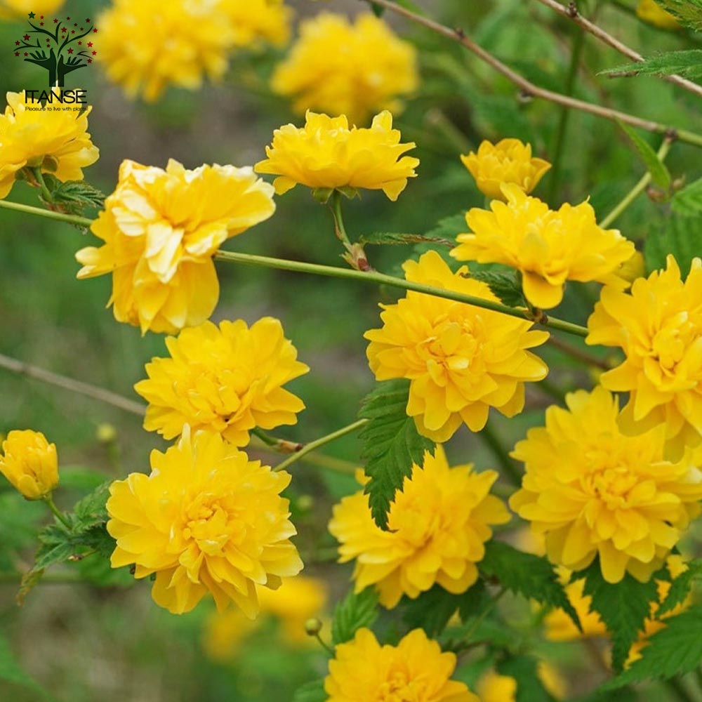 八重咲き ヤマブキ(山吹)【庭木 4.5号ポット苗／1個売り】