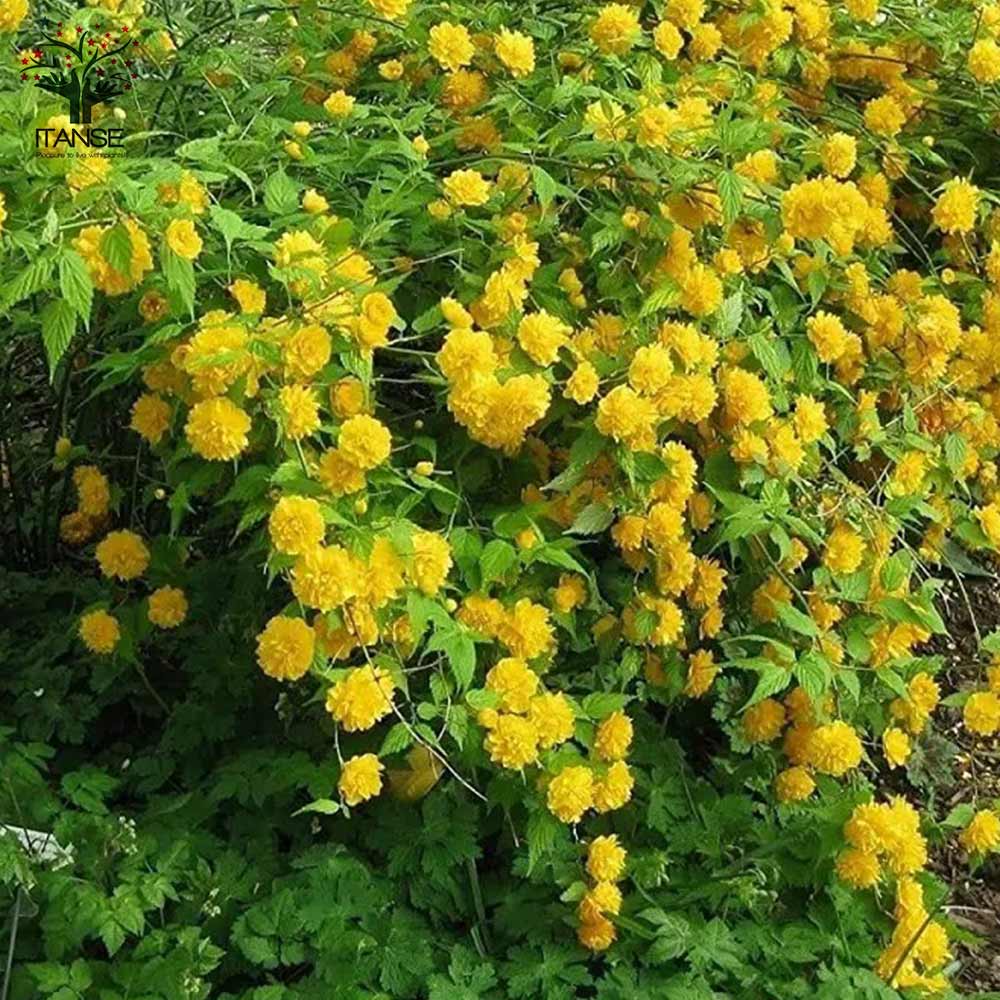 40年山吹の株　フラワーパークや庭のアクセントに 40年山吹の株 フラワーパークや庭のアクセントに