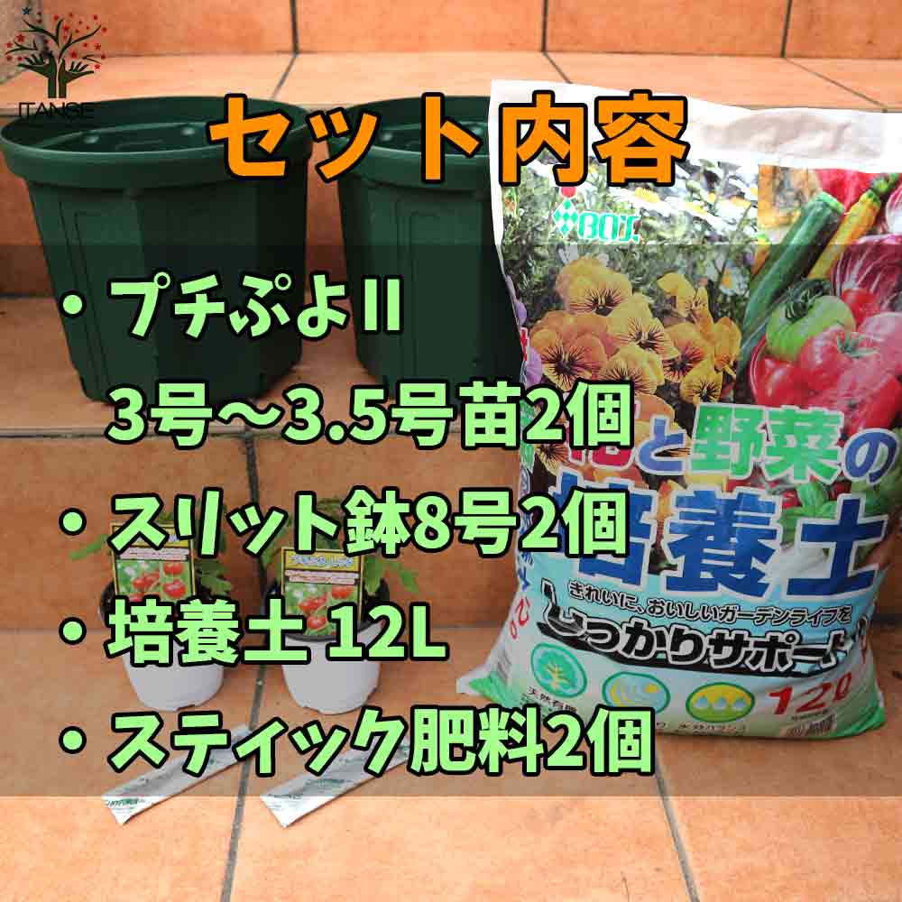 栽培セット ミニトマト苗 プチぷよⅡ 赤実【野菜の苗 9cm～10.5cm