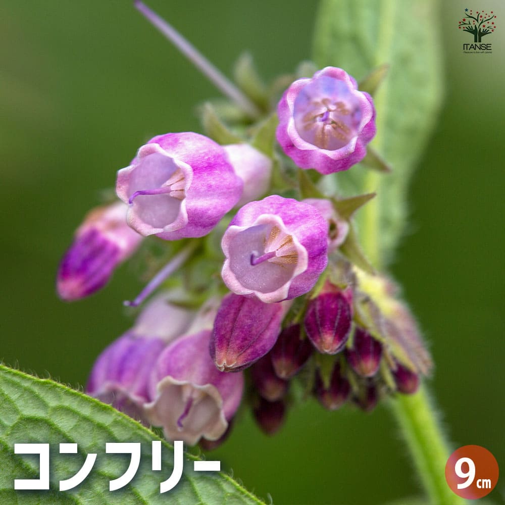 コンフリー 【ハーブの苗 9cmポット】