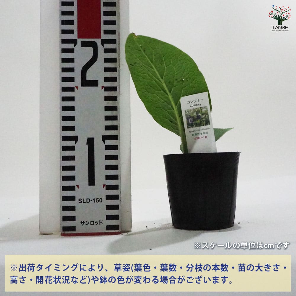 コンフリー 【ハーブの苗 9cmポット】