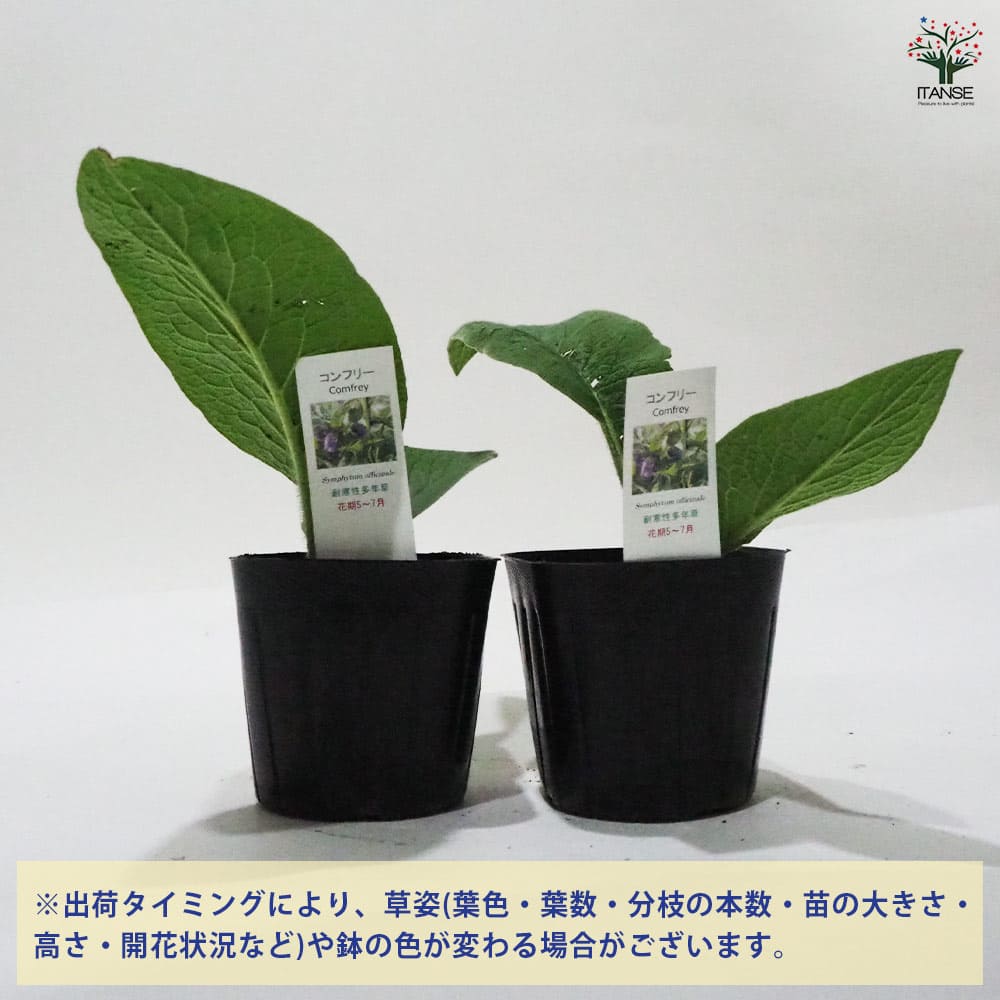 コンフリー 【ハーブの苗 9cmポット】