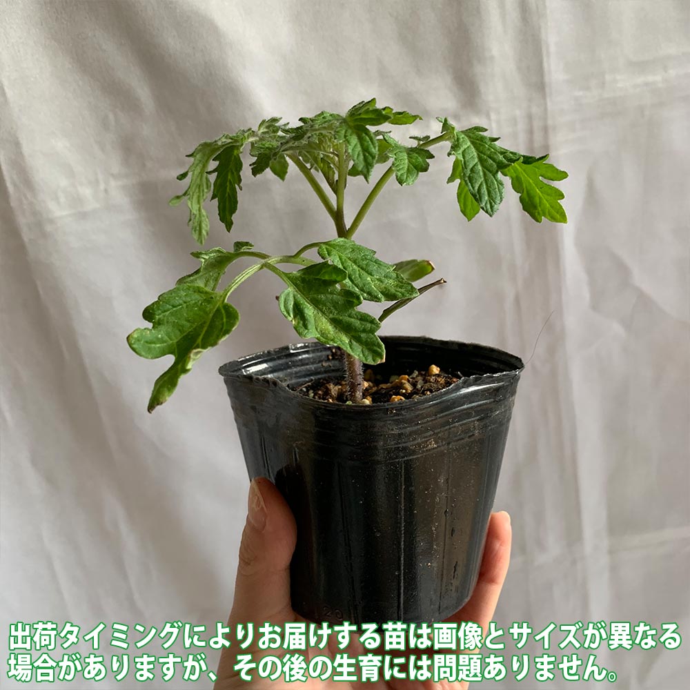 栽培セット ミニトマト苗 プチぷよⅡ 赤実【野菜の苗 9cm～10.5cmポット苗／お買い得2個セット】