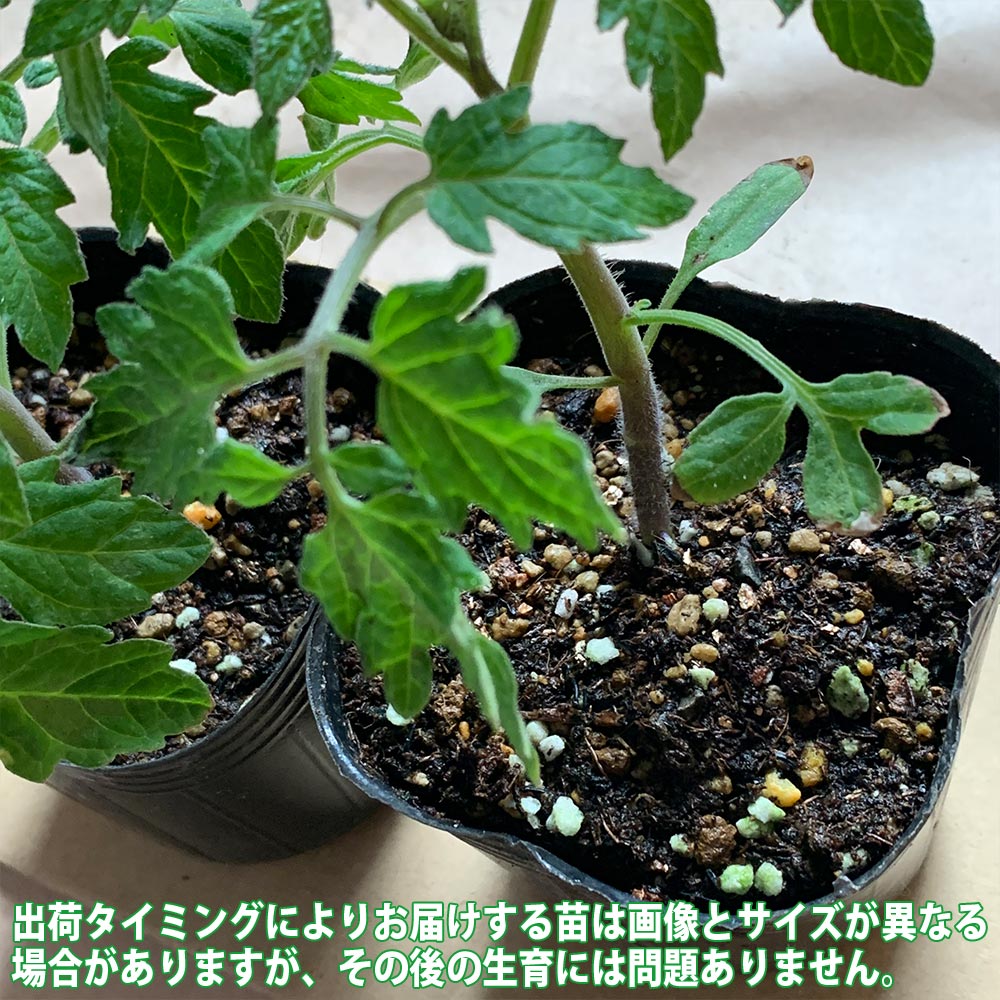 栽培セット ミニトマト苗 プチぷよⅡ 赤実【野菜の苗 9cm～10.5cmポット苗／お買い得2個セット】
