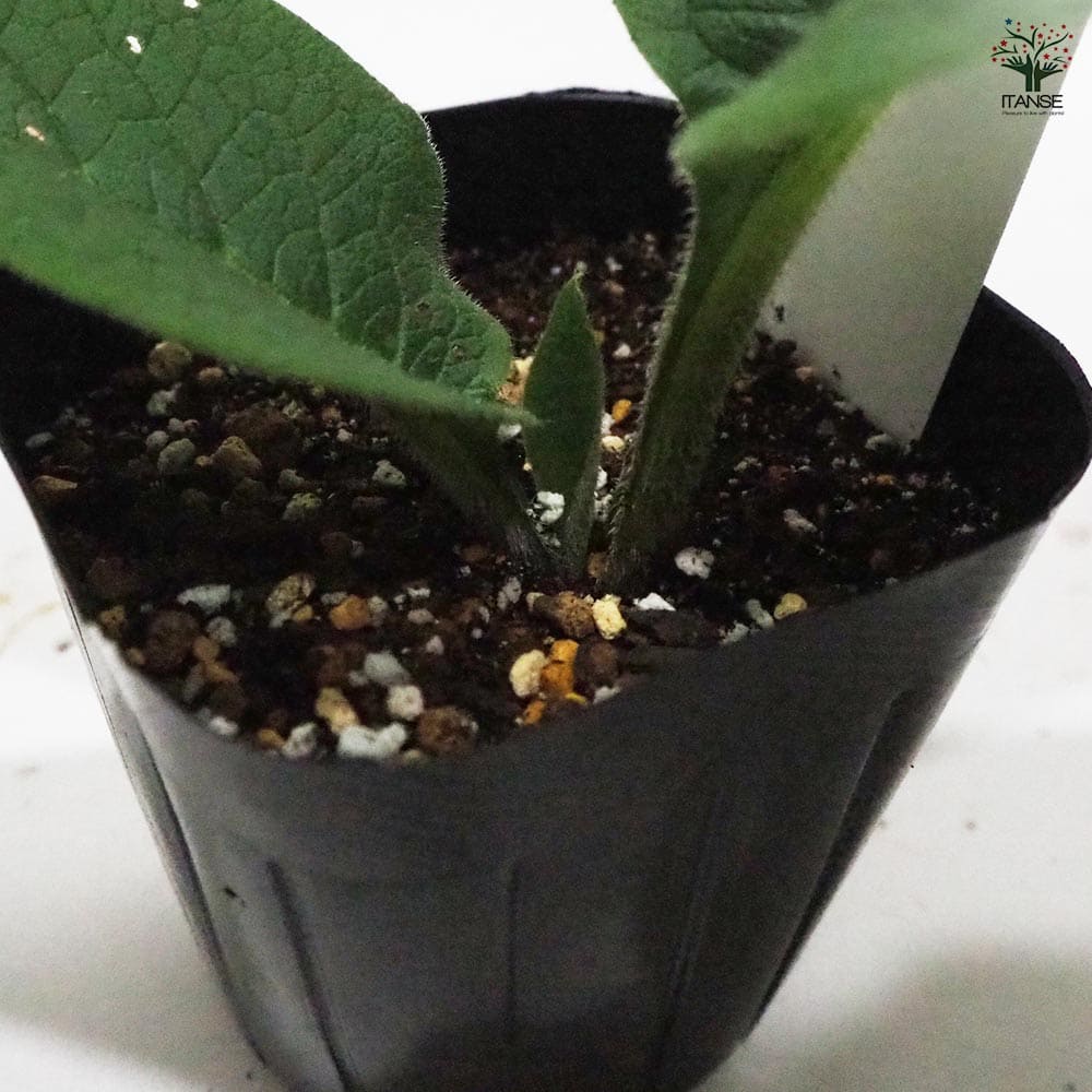 コンフリー 【ハーブの苗 9cmポット】