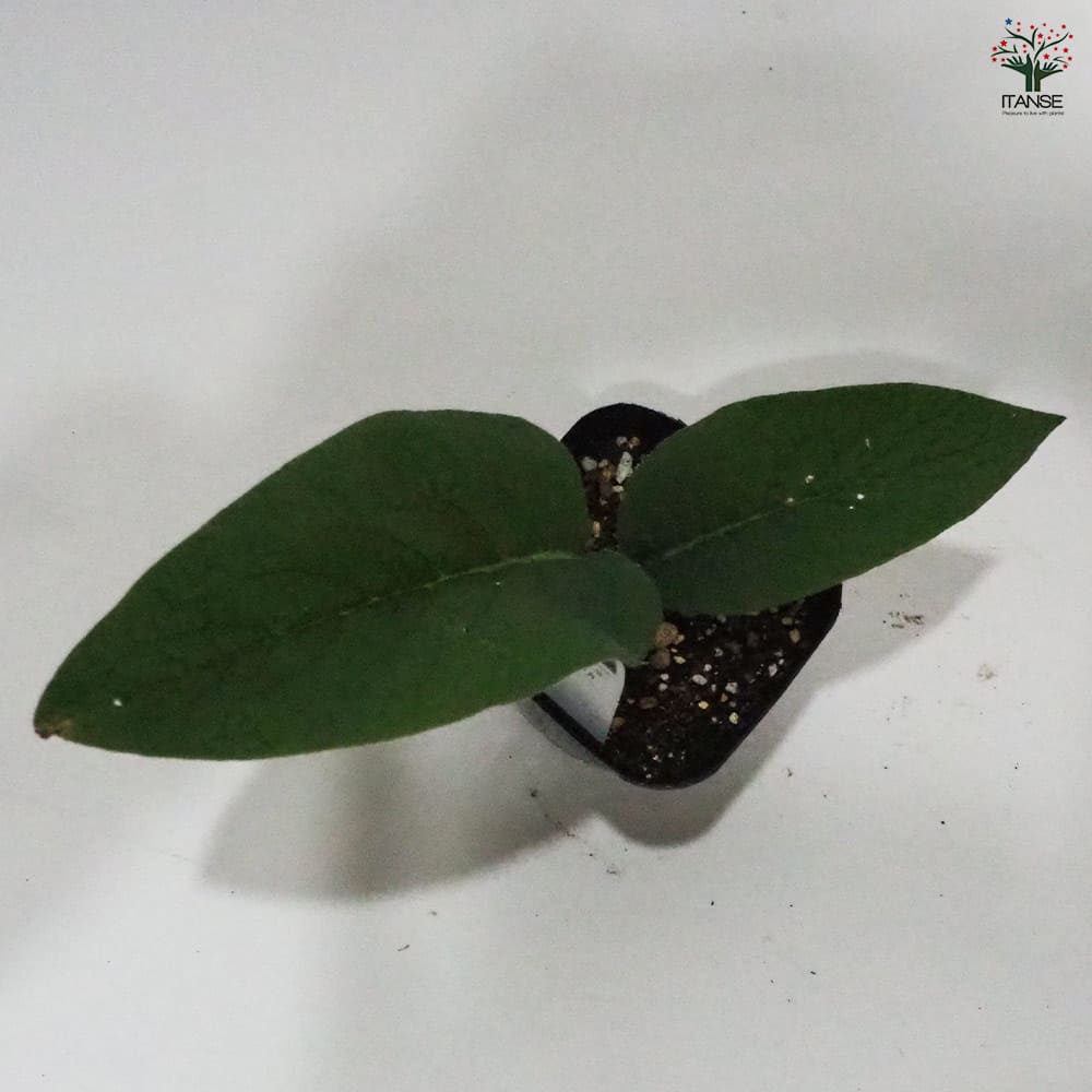 コンフリー 【ハーブの苗 9cmポット】