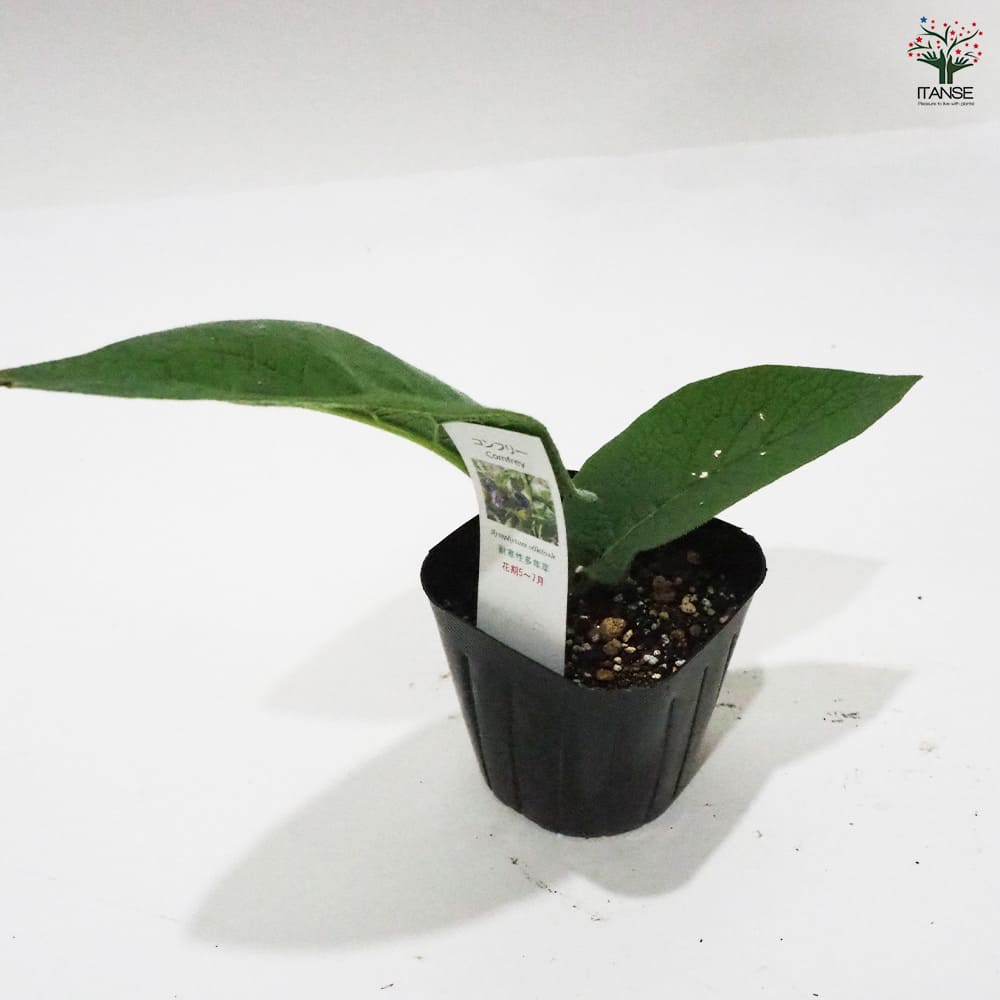 コンフリー 【ハーブの苗 9cmポット】