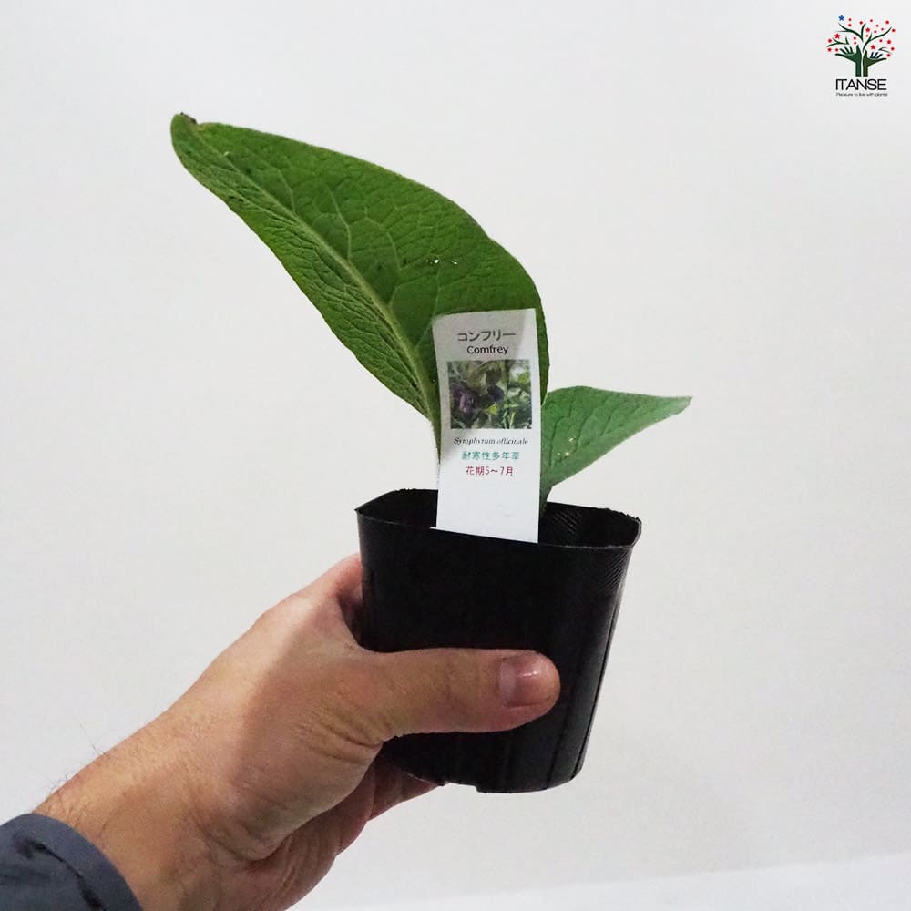 コンフリー 【ハーブの苗 9cmポット】
