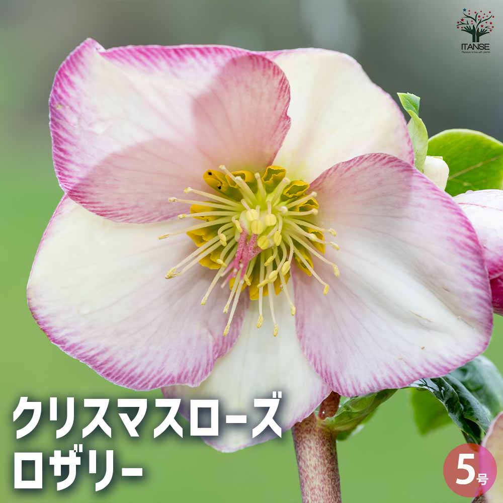 クリスマスローズ ロザリ 【花苗 5号鉢／1個売り】