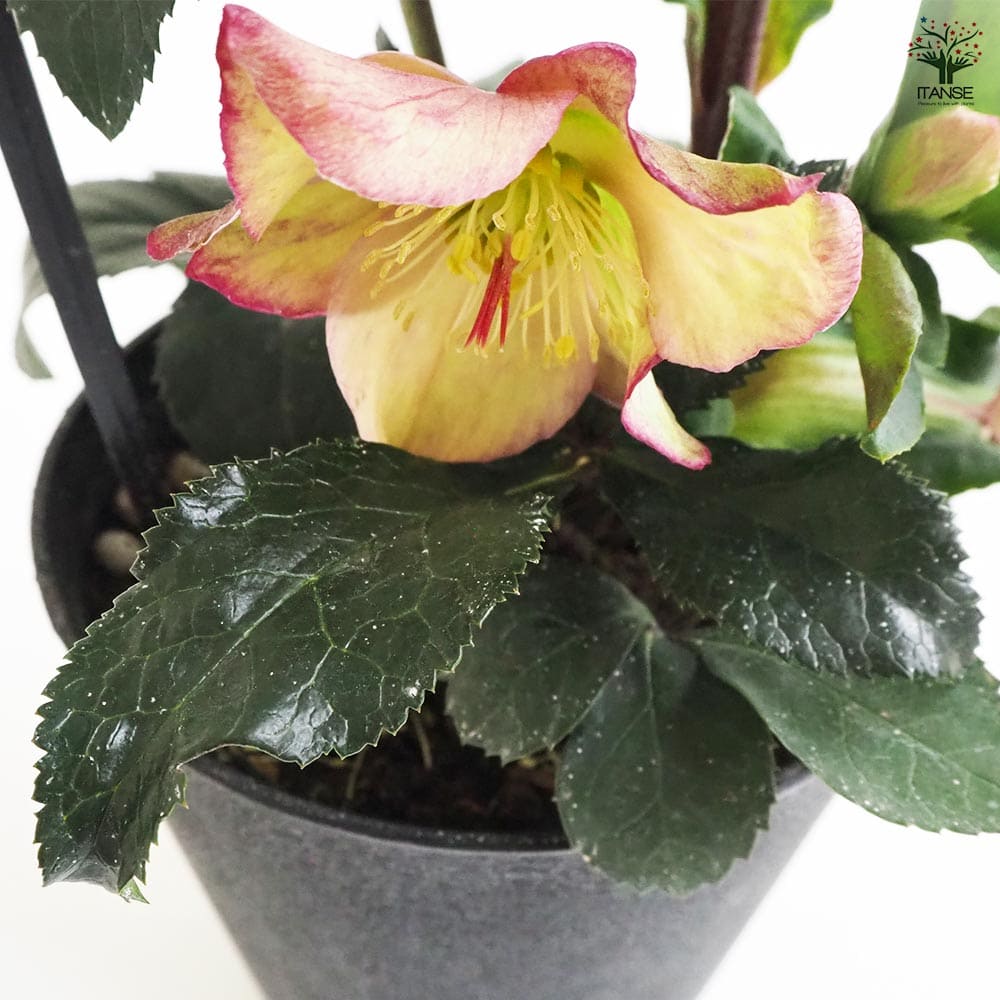 クリスマスローズ ロザリ 【花苗 5号鉢／1個売り】｜ 【植物の