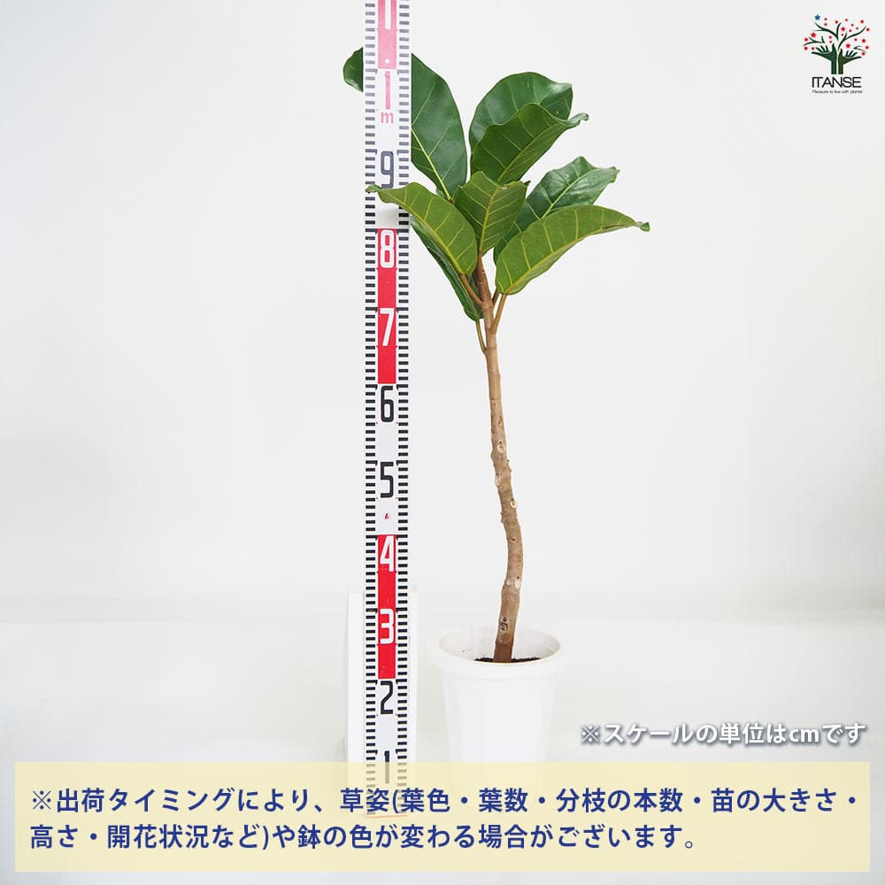 観葉植物 フィカス アフリカンプリンス 【観葉植物 8号／1個売り】