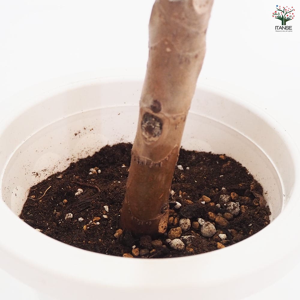 観葉植物 フィカス アフリカンプリンス 【観葉植物 8号／1個売り】