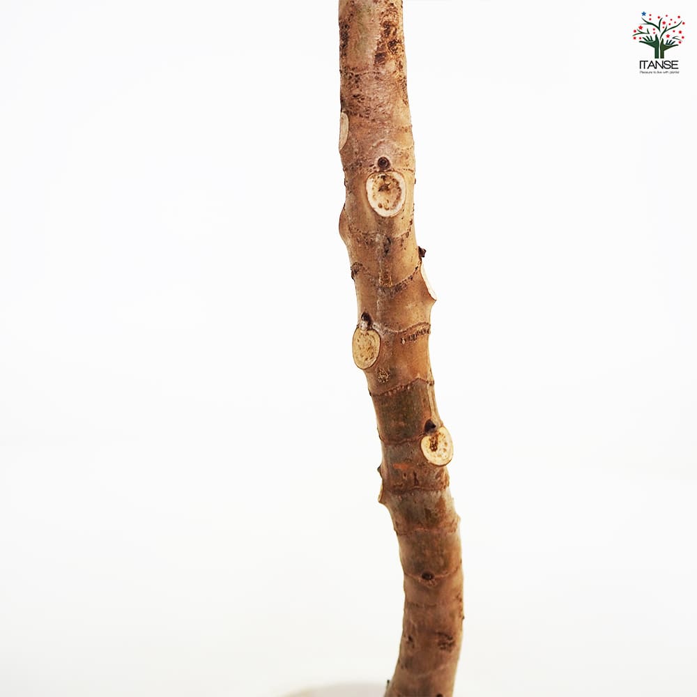 【現品】フィカス・アフリカンプリンス　8号　X64番 現品】フィカス・アフリカンプリンス 8号 X9番 現品】フィカス