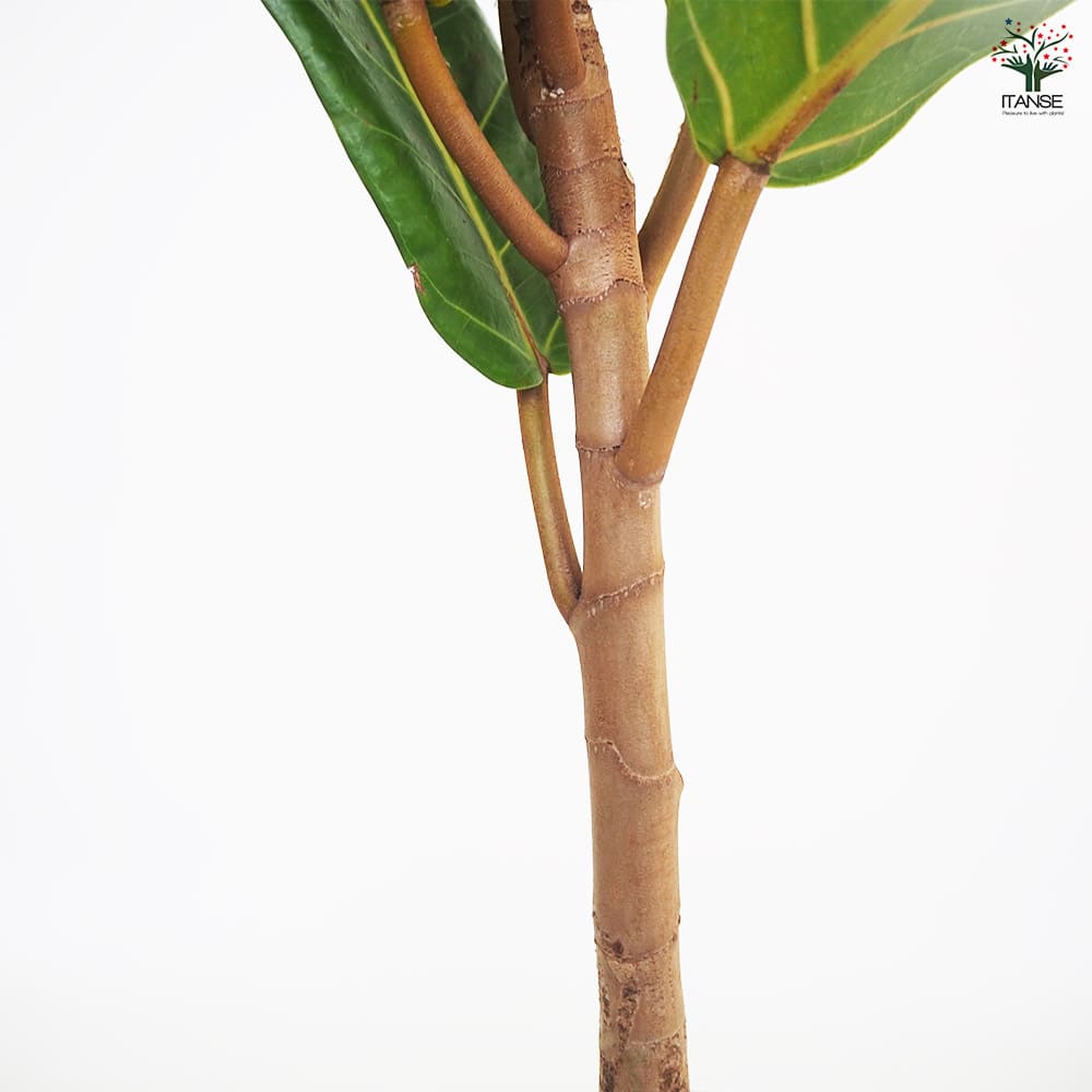 観葉植物 フィカス アフリカンプリンス 【観葉植物 8号／1個売り